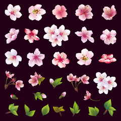 Set of flowers of cherry tree and leaves