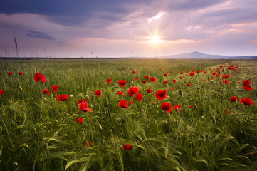 Field of bright red corn poppy flowers in summer