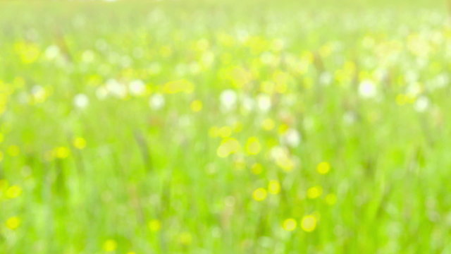 Abstract Nature Background - defocused - camera pan