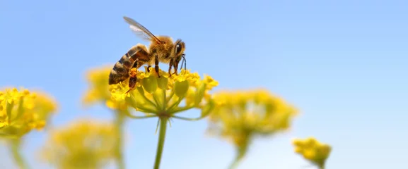 Vlies Fototapete Biene Honigbiene, die Pollen von blühenden Blumen erntet.