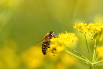 Honeybee harvesting pollen from blooming flowers