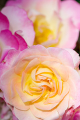 Fototapeta na wymiar pink shaded to yellow rose flower