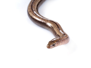 Female Anguis fragilis facing camera over white. Slowworm.