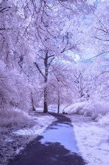 A path through the park - Infrared landscape