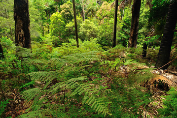 Australian forest
