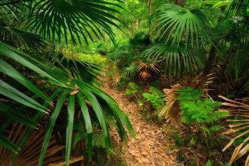 Australian forest