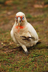 Little corella