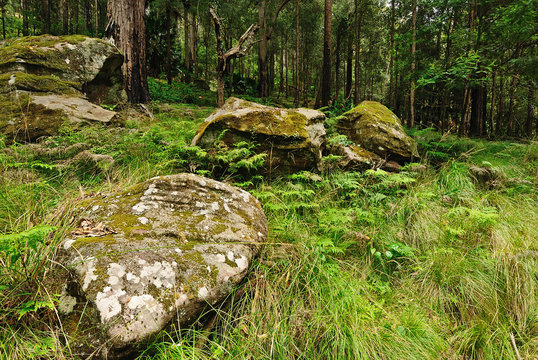 Fototapeta Australian forest