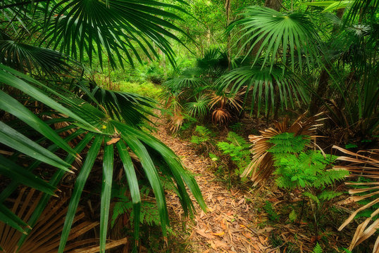 Fototapeta Australian forest