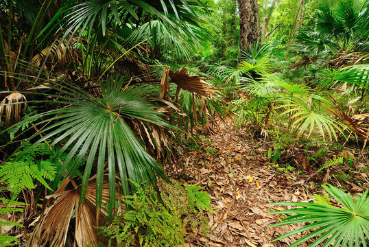 Fototapeta Australian forest