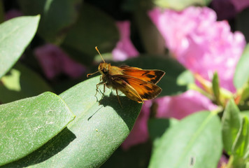Butterfly on Rhododendron