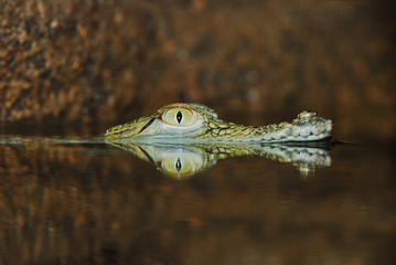 Eye of submerged crocodile