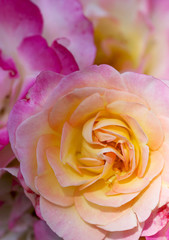 pink shaded to yellow rose flower