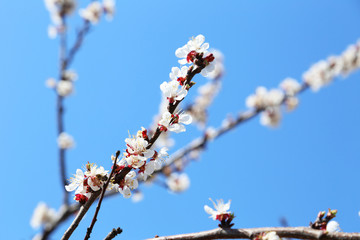 White apricot tree flowers on branch