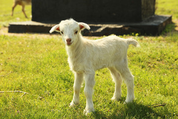 Obraz premium Young goatling outdoors