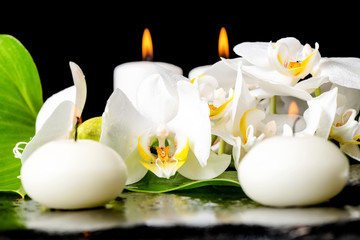 Fototapeta na wymiar beautiful spa concept of blooming white orchid flower, phalaenop