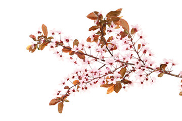 Spring flowering branch isolated on white