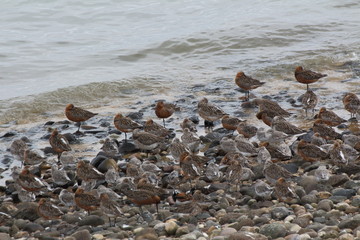 Knutts, Zugvögel auf Amrum