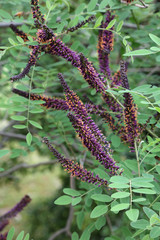 Amorpha fruticosa - Desert false indigo