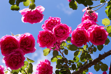 pink roses plant over blue sky