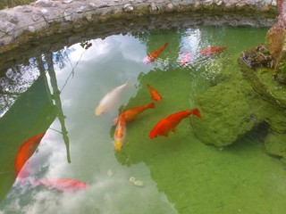 Carpes koi