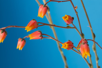 Cactus flowers close up on a solid blue background.