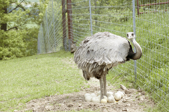 Rhea Standing among His Eggs