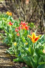 Tulpen im Garten - 83836304