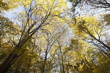 the autumn wood 