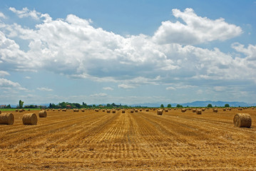 Fototapeta na wymiar Italy, Padana plain near Ravenna, wheat grain field.