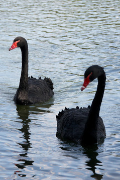 Black Swan