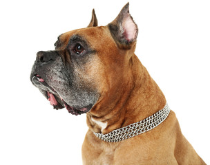 Cute dog isolated on white background