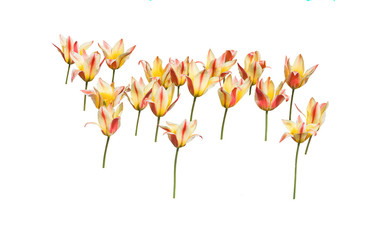 Red and yellow tulips arranged in rows isolated on white.
