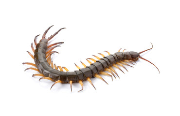 closeup of one brown centipede on white background