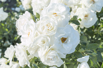 Naklejka premium Biały kwiat róży
