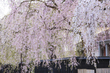 Naklejka premium Weeping Cherries of Kakunodate’s Samurai District, Akita, Japan