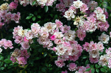 ミニ薔薇
