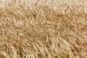 ripe wheat  