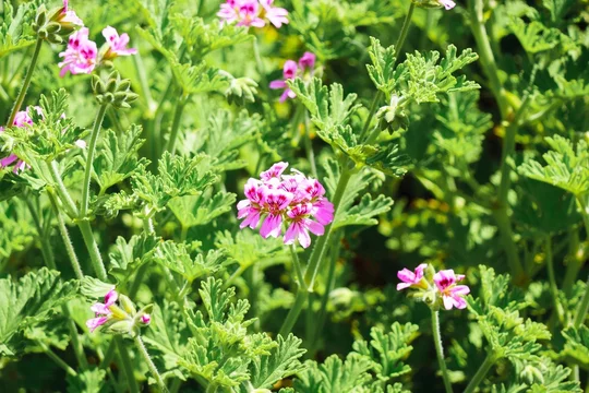ローズゼラニウム 蚊取り草 蚊連草 花 ピンク Stock Photo Adobe Stock
