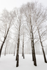 winter trees  