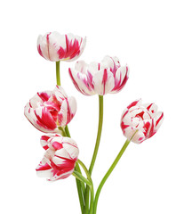 Tulip Flowers