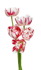 Tulip Flowers