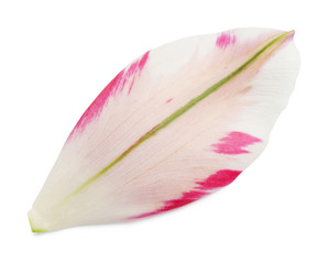 Petal of the tulip