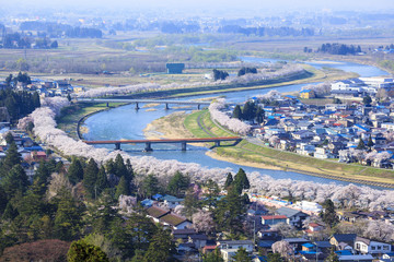 Fototapeta premium Hinokinaigawa River’s Bank of Cherry Trees, Kakunodate, Akita