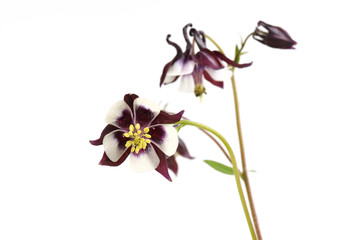 Aquilegia vulgaris Magpie Columbine flowers