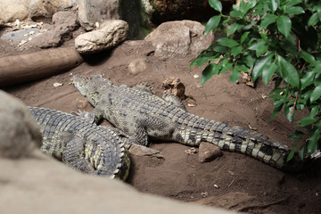 Crocodile, Alligator