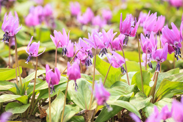 Dogtooth Violet Colony, Semboku City, Akita, Japan