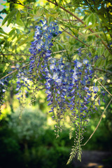 Blooming wisteria plant with lilac blossoms in romantic garden