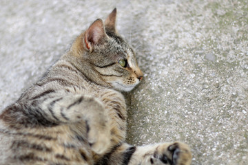 Brown tabby cat lying. Selective focus.