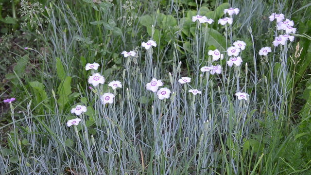 hand reaps a nice white flower from the flower hump